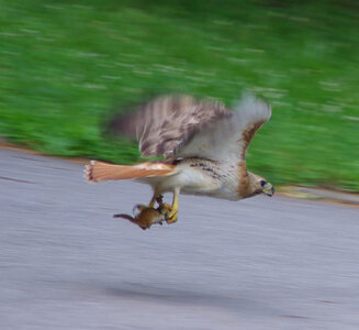 Hawk_Ground_Squirrel_Detail.jpg