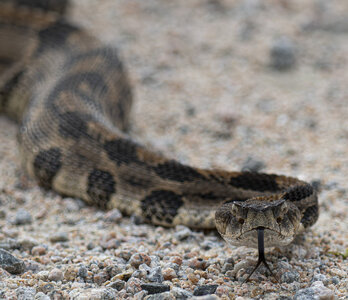 P8240116-Enhanced-NRtimberrattlesnake.jpg