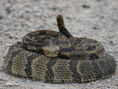 P8240092-Enhanced-NRtimberrattlesnake.jpg