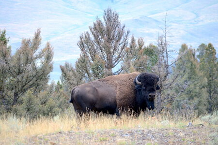 Bison 1 picasa cropped.JPG