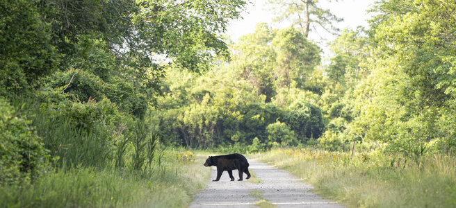 P5181442-Enhanced-NRblackbear.JPG