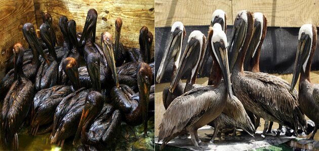 should-clean-oilspill-animals-wide.jpg