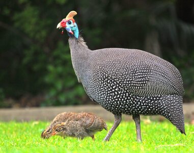Raising Guinea Fowl | Freedom Ranger Hatchery
