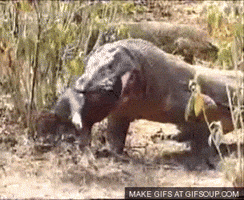 200.gif