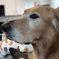 Golden Retriever Dog GIF Golden Retriever Dog GIF