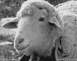 Sheep Eating GIF Sheep Eating GIF