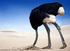 Ostrich Avestruz GIF by Amnistía Internacional España Ostrich Avestruz GIF by Amnistía Internacional España