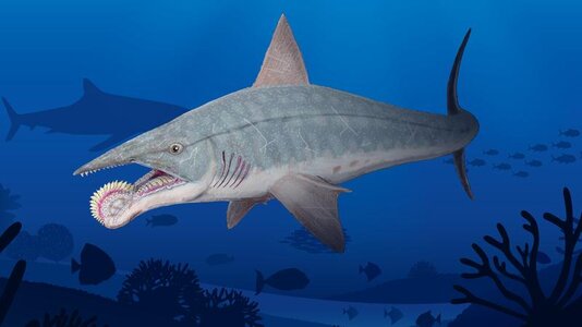 Helicoprion-Jaw.jpg