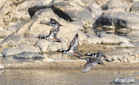 P1062489-Enhanced-NRhoodedmerganser.JPG