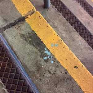 CarolinaBlueBlood.jpg CarolinaBlueBlood.jpg