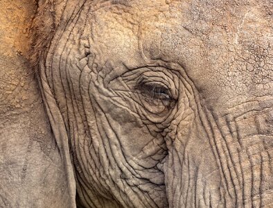 elephant_eyeNJWightKenya2019.jpg