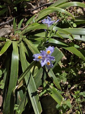 1774893691130.jpeg 1774893691130.jpeg