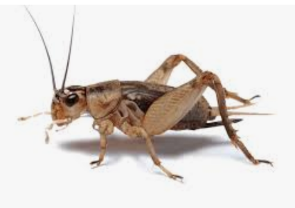 Screenshot 2026-04-05 101057.png