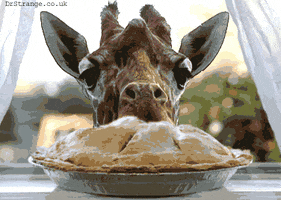 pie giraffe GIF