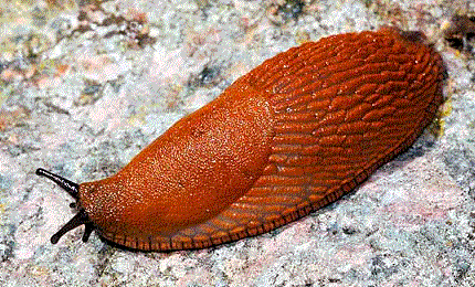 zzorangeslug.png