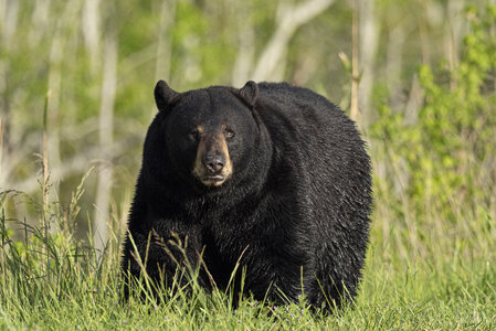 P4142877blackbear.jpg