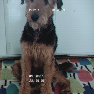 BoonetheAiredale