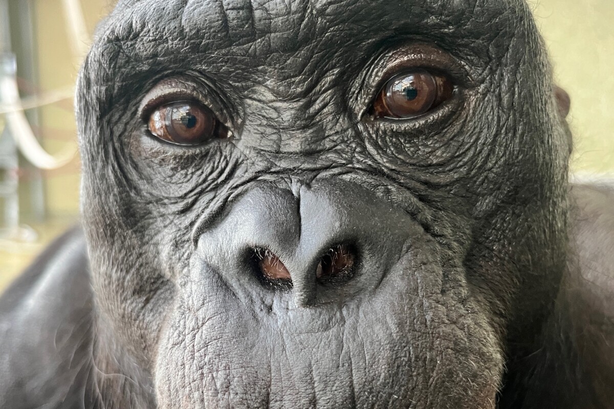 news.mongabay.com