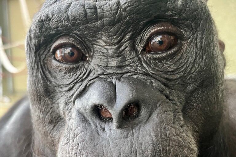 news.mongabay.com